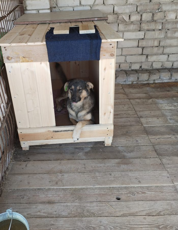 Собака выглядывает из деревянной будки